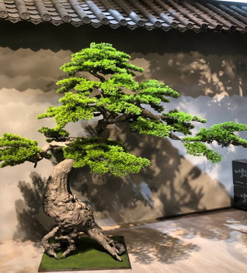 bonsai%20200%20cm